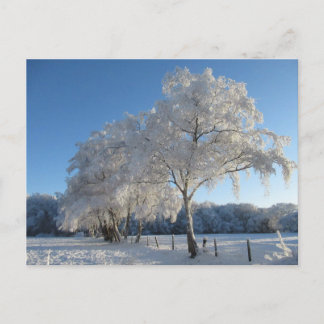 Winter Wonderland: Cheshire Postkarte