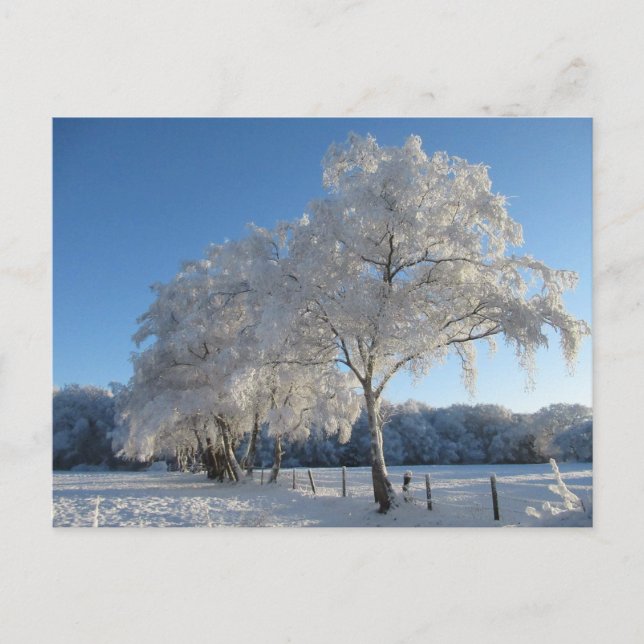 Winter Wonderland: Cheshire Postkarte (Vorderseite)