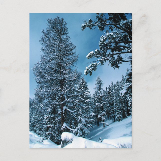 Winter Wonderland Postkarte (Vorderseite)
