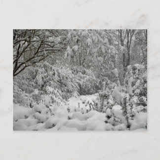 Winter Wonderland Woods im Schnee-Foto Postkarte