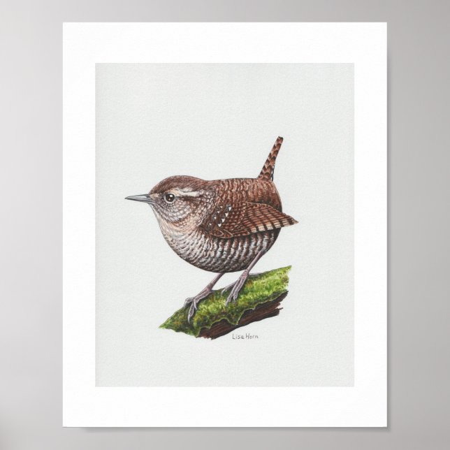 Winter Wren Art Print Poster (Vorne)