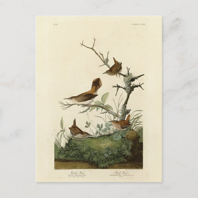 Winter Wren, Rock Wren, Audubons Vögel von Amerika Postkarte (Vorderseite)