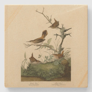 Winter Wren, Rock Wren, Audubons Vögel von Amerika Steinuntersetzer