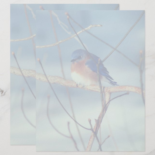 Winter-Zaunkönig-Natur Briefbogen (Vorne/Hinten)