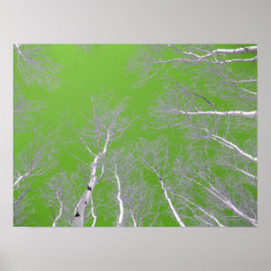 WinterAspen-Bäume - Grüner Himmel Poster