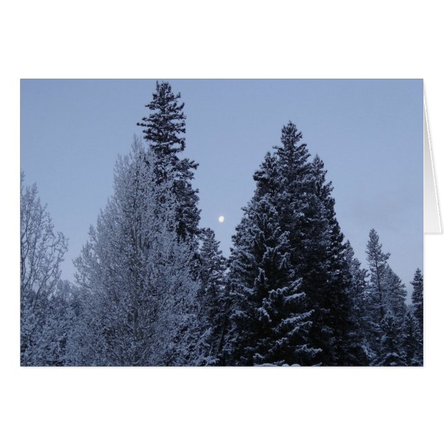 Winterbäume bei Morgengrauen Montana Landschaft (Vorderseite (Horizontal))