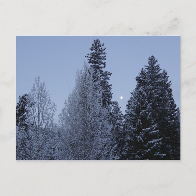 Winterbäume bei Morgengrauen Montana Landschaft Postkarte (Vorderseite)