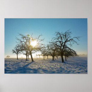 Winterbäume bei Sonnenaufgang Poster