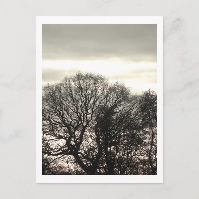 Winterbäume: Cheshire Postkarte (Vorderseite)