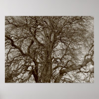 Winterbäume im Frühjahr - Sepia