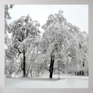 Winterbäume Poster