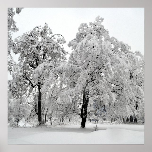 Winterbäume Poster (Vorne)