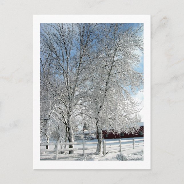 Winterbäume Postkarte (Vorderseite)