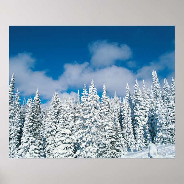 Winterbäume, Steamboat, Colorado, USA Poster (Vorne)