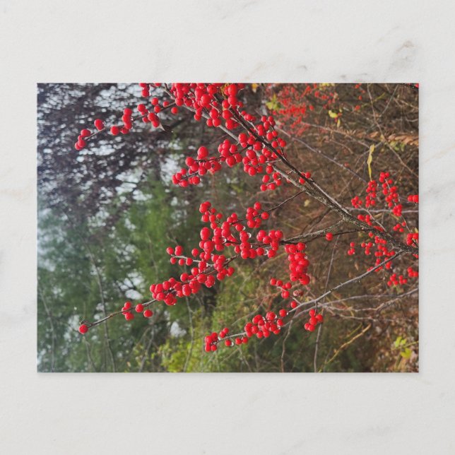 Winterbeere Postkarte (Vorderseite)