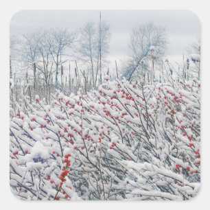 Winterbeeren und Käfige Quadratischer Aufkleber