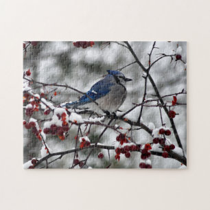 Winterblauer Häher