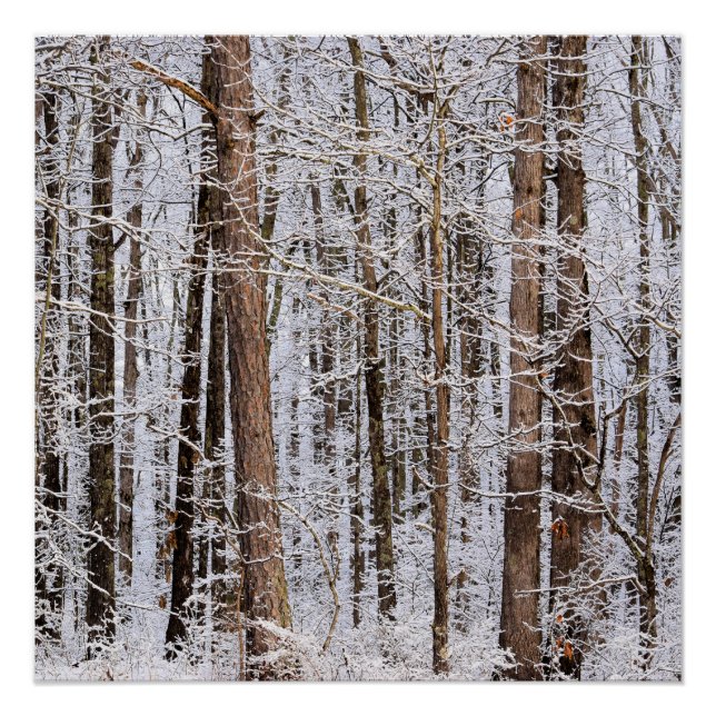 Wintereissturm im Wald Poster (Vorderseite)