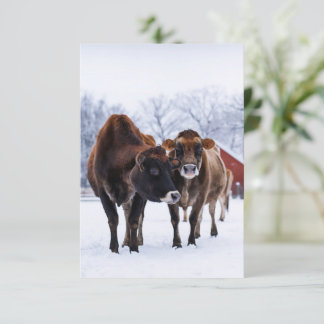 Winterfarm zwei braune Kuh im Schneefall grüßen Karte