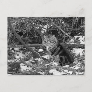 Winterferd-Waldkatze Postkarte