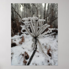 Winterfrost auf Pflanze im Wald Poster
