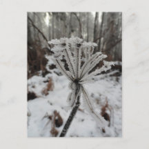 Winterfrost auf Pflanze im Wald