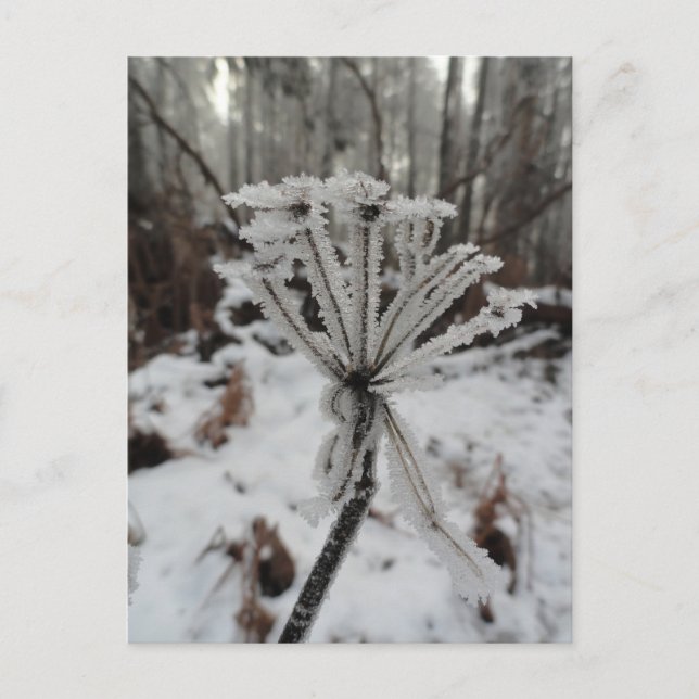 Winterfrost auf Pflanze im Wald Postkarte (Vorderseite)