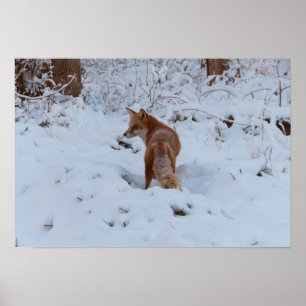 Winterfuchs Poster