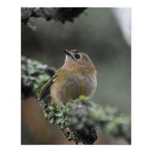 Wintergoldhähnchen poster