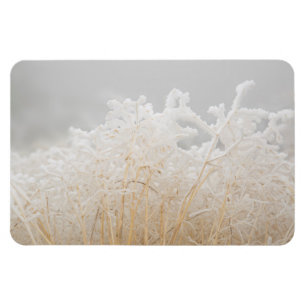 Wintergräser mit Raureif Magnet