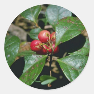 Wintergreen (Gaultheria Procumbens) Blume Runder Aufkleber