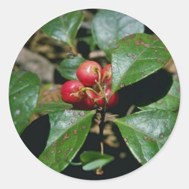 Wintergreen (Gaultheria Procumbens) Blume Runder Aufkleber (Vorderseite)