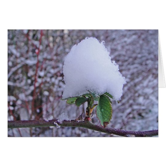 Wintergrusskarte hübsche Schneeplfanze, blanko Karte