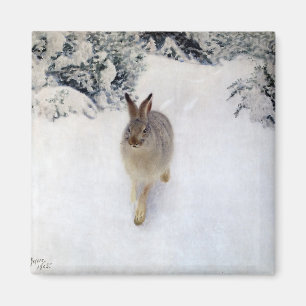 Winterhaar (Kaninchen), Bruno Liljefors Magnet