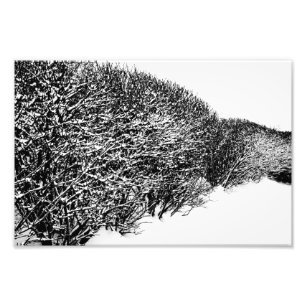 Winterhecke Fotodruck
