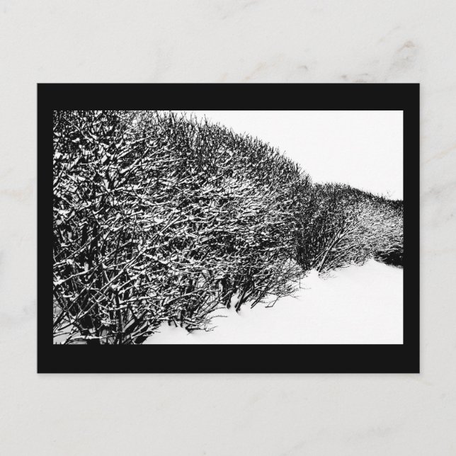 Winterhecke Postkarte (Vorderseite)