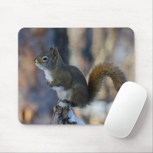 Winterhörnchen, Brauntier, kanadisches Foto Mousepad
