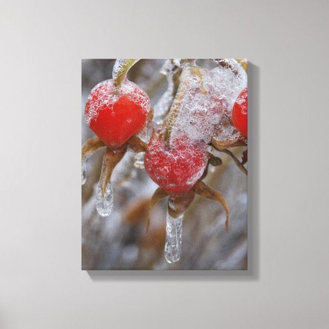 Winterhüpfen in der Rose Leinwanddruck (Vorderseite)