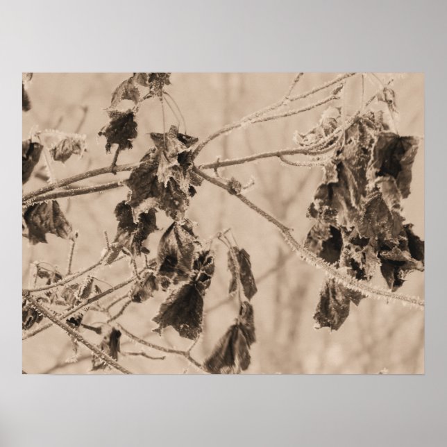 Winterkälte auf den Toten Blätter auf einer Zweign Poster (Vorne)