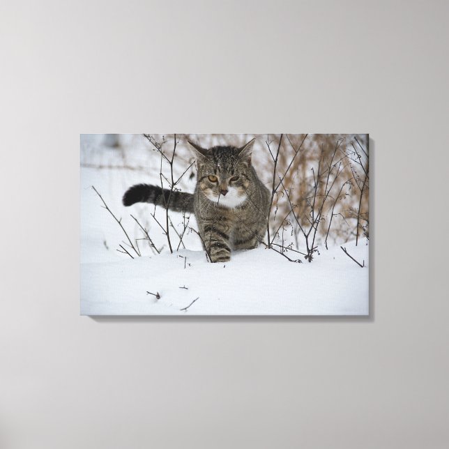 Winterkatzen-Leinwand Leinwanddruck (Vorderseite)