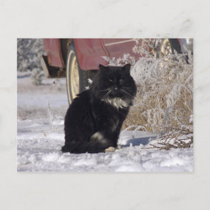 Winterkitty Postkarte