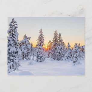 Winterkoniferen Sonnenuntergang Natur Postkarte