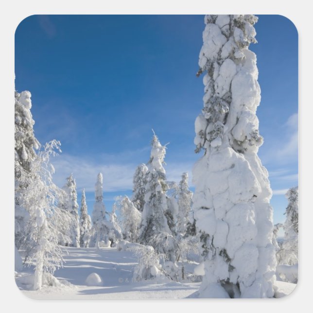 Winterlandschaft in Lappland Quadratischer Aufkleber (Vorderseite)