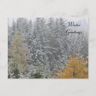 Winterlandschaft in Whistler, B.C. Postkarte