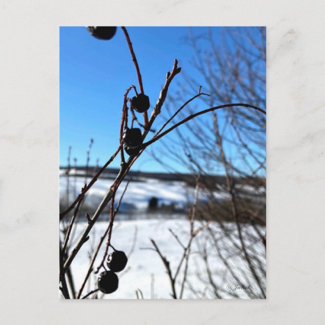 Winterlandschaft Postkarte  (Vorderseite)