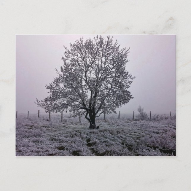 Winterliche Baumlandschaft Postkarte (Vorderseite)
