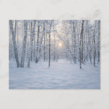 Winterliches Sonnenlicht im stillen Birkenwald