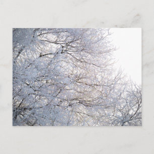 Wintermorgen Schnee Frostige Äste Natur Postkarte
