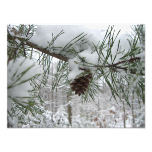 Winternaturfotografie von Snowy Pine Branch Fotodruck