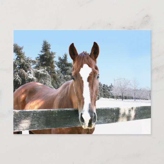 Winterpferd Postkarte (Vorderseite)